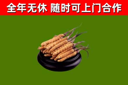 庄浪县回收散虫草