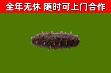 庄浪县回收海参干